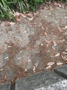 2018519(土)_180523_0002N.jpg